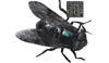 NVE2.gif